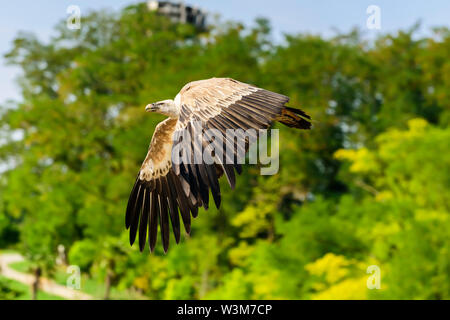 Der Gänsegeier (Tylose in Fulvus) ist eine große, alte Welt Geier in der Raubvogel Familie Accipitridae. Es wird auch als die Eurasische Griffon bekannt. Stockfoto