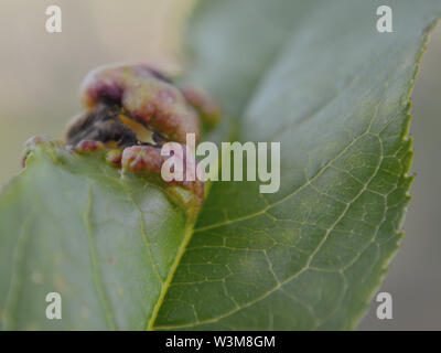 Peach Tree angesteckt mit taphrina Deformans. Nahaufnahme von Pfirsich leaf Curl. Stockfoto