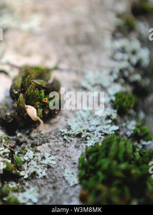 In der Nähe von Moos auf alten Nussbaum Rinde Stockfoto