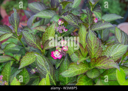 Pink und Gelb Hortensien aus der Sammlung, die gerade beginnen zu blühen. Stockfoto