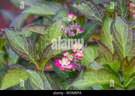 Pink und Gelb Hortensien aus der Sammlung, die gerade beginnen zu blühen. Stockfoto