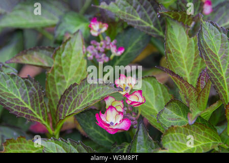 Pink und Gelb Hortensien aus der Sammlung, die gerade beginnen zu blühen. Stockfoto