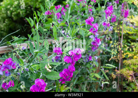 Massen von Rosa und Lila mehrjährig Sweet pea Blumen entlang ein Spalier wachsen Stockfoto