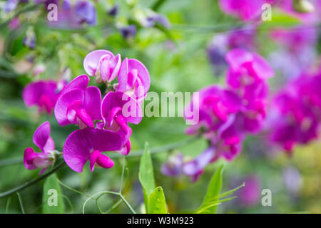Massen von Rosa und Lila mehrjährig Sweet pea Blumen entlang ein Spalier wachsen Stockfoto