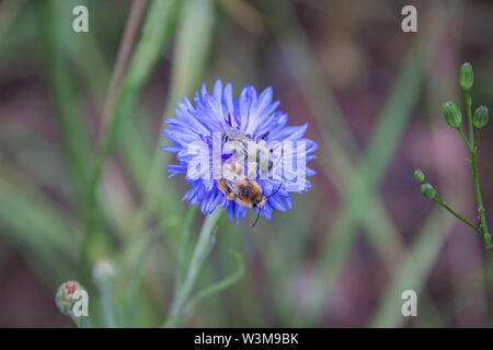 Zwei Melitta leporina Bienen zusammen auf einem einzigen blaue Kornblume (Centaurea cyanus) Stockfoto