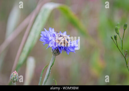 Zwei Melitta leporina Bienen zusammen auf einem einzigen blaue Kornblume (Centaurea cyanus) Stockfoto