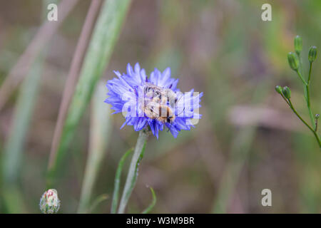 Zwei Melitta leporina Bienen zusammen auf einem einzigen blaue Kornblume (Centaurea cyanus) Stockfoto