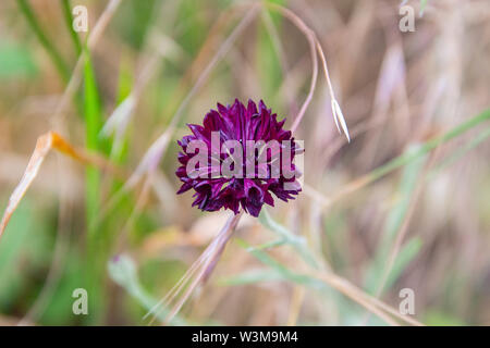 Eine einzige "Schwarze Kugel' Kornblume (Centaurea cyanus) hat ein dunkles Violett Rot Farbe Stockfoto