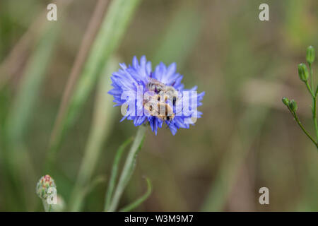 Zwei Melitta leporina Bienen zusammen auf einem einzigen blaue Kornblume (Centaurea cyanus) Stockfoto