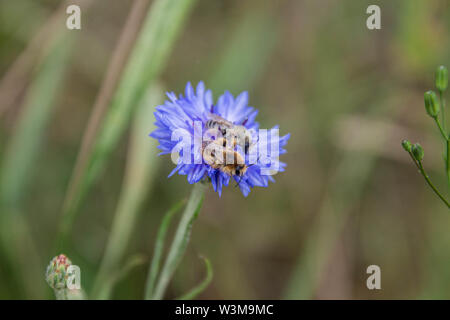 Zwei Melitta leporina Bienen zusammen auf einem einzigen blaue Kornblume (Centaurea cyanus) Stockfoto