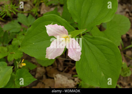 Large-flowered trillium Stockfoto