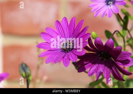 Osteospermum Äther-schlagen Maria 'African Daisy Stockfoto