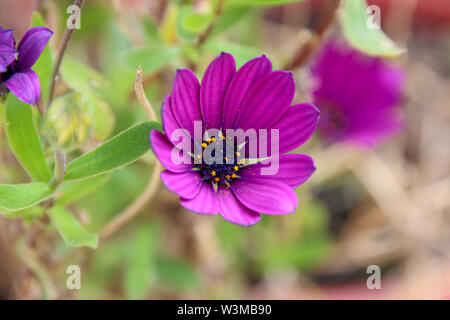 Osteospermum Äther-schlagen Maria 'African Daisy Stockfoto