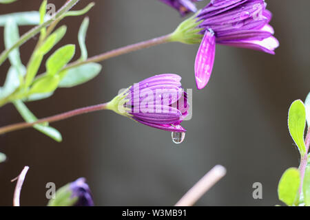 Lila Osteospermum Äther-schlagen Maria 'African daisy flower Köpfe geschlossen bis nach Regen, in Regentropfen fallen Stockfoto