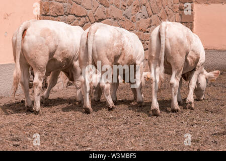 Blonde d'Aquitaine Rinder Kühe auf Molkerei, inländische Tierhaltung Stockfoto