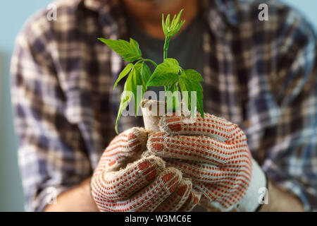 Landwirt Prüfung Anlage in Torf Topf wachsen, in der Nähe der männlichen Gärtner holding Grün sprießen und Boden Container Stockfoto