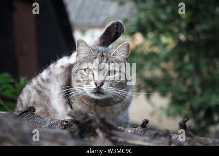 Closeup adorable Kurzhaar gestreifte graue Katze mit grünen Augen auf grauem Schieferdach Stockfoto
