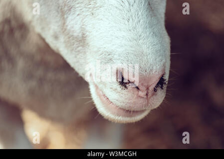 Ile de France Schafe Nase close up in Stift auf Tiere Bauernhof, Haustiere Tierhaltung Konzept Stockfoto