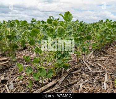 Sojabohnen mit Blatt Blister, Schröpfen, und Schäden durch Herbizid Dicamba spray Stockfoto