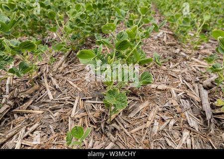 Sojabohnen mit Blatt Blister, Schröpfen, und Schäden durch Herbizid Dicamba spray Stockfoto