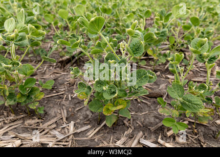 Sojabohnen mit Blatt Blister, Schröpfen, und Schäden durch Herbizid Dicamba spray Stockfoto