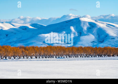 Bäume im Herbst von schneebedeckten Berg in Bellevue, Idaho, USA Stockfoto
