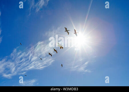 Pelikane fliegen unter Sonnenschein Stockfoto