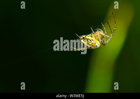 Eine kleine gelb-weiße Spinne mit einem schwarzen Kreuz auf dem Abdomen Stockfoto