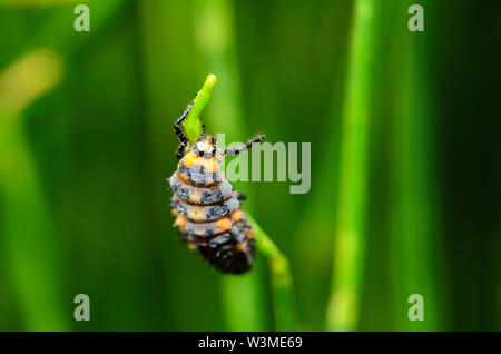 Larven der oder allgemein als Marienkäfer, Marienkäfer, Marienkäfer Käfer. oder Marienkäfer bekannt. Stockfoto