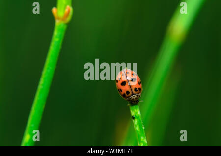 Die allgemein als coccinellidae Marienkäfer, Marienkäfer, oder Käfer Käfer, oder Lady beetle bekannt Stockfoto