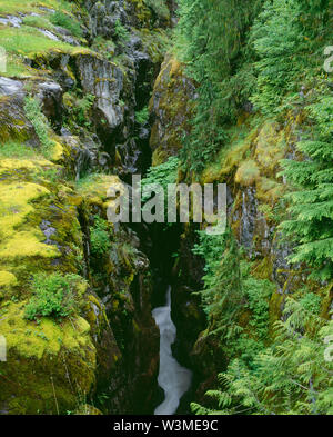 USA, Washington, Mt. Rainier National Park, schlammigen Gabel der Cowlitz River fließt an der Unterseite der Box Canyon. Stockfoto