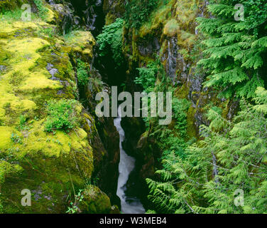 USA, Washington, Mt. Rainier National Park, schlammigen Gabel der Cowlitz River fließt an der Unterseite der Box Canyon. Stockfoto