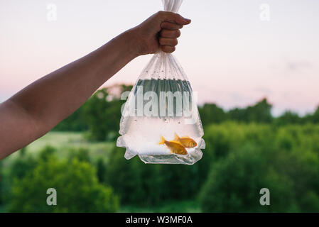 Zwei Goldfische in Verpackungen aus Kunststoff. Weibliche Hand hält Paket mit den Fischen. Im Hintergrund, Wald, Bäume, Büsche und Abendhimmel. Transparente Tasche Stockfoto