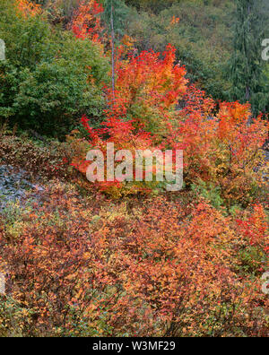 USA, Washington, Mt. Rainier National Park, Herbst farbige Mountain Ash und Vine maple. Stockfoto