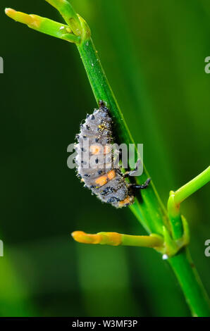 Larven der oder allgemein als Marienkäfer, Marienkäfer, Marienkäfer Käfer. oder Marienkäfer bekannt. Stockfoto