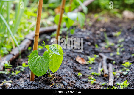 Home gewachsen Gartenbohne mit Bambus Unterstützung Stockfoto