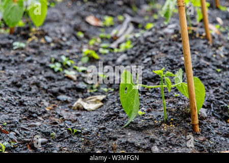 Home gewachsen Gartenbohne mit Bambus Unterstützung Stockfoto