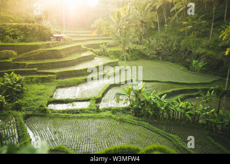 Terrassierten Reisfeldern in Bali, Indonesien Stockfoto