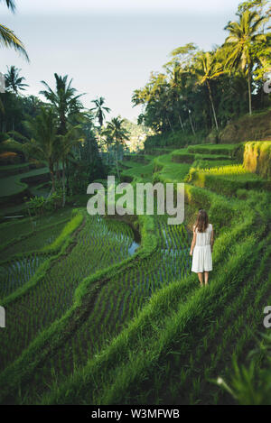Frau in weißem Kleid auf terrassierten Reisfeldern in Bali, Indonesien Stockfoto
