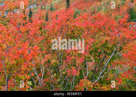 USA, Washington, Mt. Rainier National Park, Herbst gefärbten Reben Ahorn (Acer circinatum) und zerstreute Koniferen in Stevens Canyon. Stockfoto