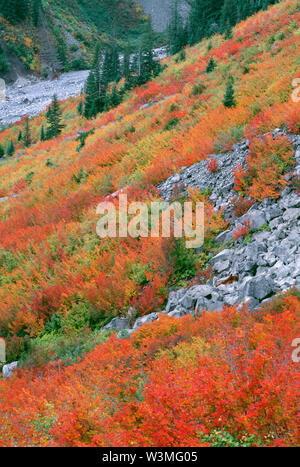 USA, Washington, Mt. Rainier National Park, Herbst gefärbten Reben Ahorn (Acer circinatum) und zerstreute Koniferen in Stevens Canyon. Stockfoto