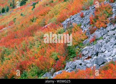 USA, Washington, Mt. Rainier National Park, Herbst gefärbten Reben Ahorn (Acer circinatum) und zerstreute Koniferen in Stevens Canyon. Stockfoto