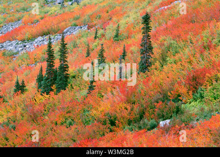 USA, Washington, Mt. Rainier National Park, Herbst gefärbten Reben Ahorn (Acer circinatum) und zerstreute Koniferen in Stevens Canyon. Stockfoto