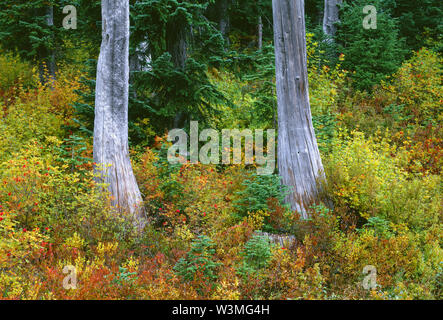 USA, Washington, Mt. Rainier National Park, verwitterte Baumstümpfe sind im Herbst farbige Mountain Ash und huckleberry umgeben. Stockfoto