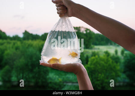 Transparente Paket mit gekauften Aquarium. Hände halten einen Beutel mit Gold Fish. Zwei Goldfische in Verpackungen aus Kunststoff. Am Abend des Tages. In der Stockfoto