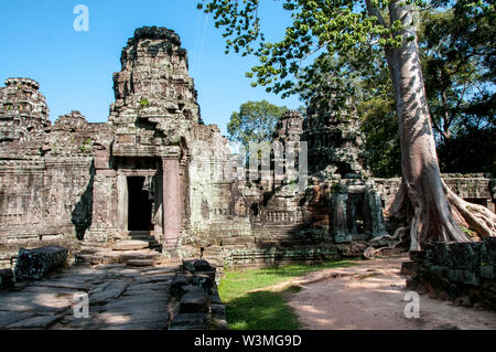 Spektakuläre Wurzeln wachsen zwischen den Steinen in der Ta Prohm Tempel in Angkor Wat Stockfoto