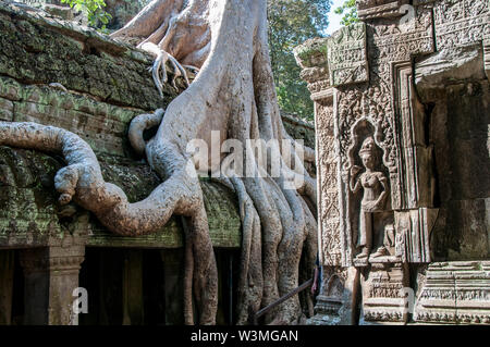 Spektakuläre Wurzeln wachsen zwischen den Steinen in der Ta Prohm Tempel in Angkor Wat Stockfoto