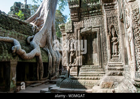 Spektakuläre Wurzeln wachsen zwischen den Steinen in der Ta Prohm Tempel in Angkor Wat Stockfoto