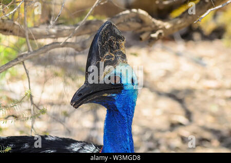 Portrait der Southern cassowary Stockfoto