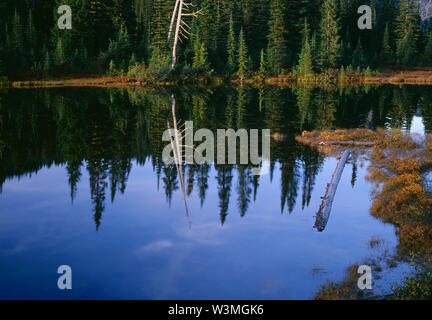 USA, Washington, Mt. Rainier National Park, Shoreline der Reflexion See mit immergrünen Wald und im Herbst bunte Blätter. Stockfoto